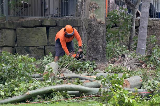 Best Commercial Tree Services  in Plum Grove, TX